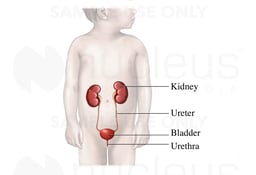 Urinary System of Child