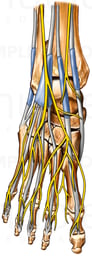 Foot and Ankle Bones with Nerves