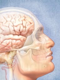 The Brain