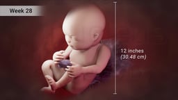 Fetus at 28 Weeks of Pregnancy