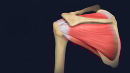 Posterior View of Left Rotator Cuff Muscles