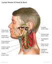 Lymph Nodes of the Head and Neck