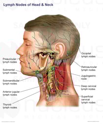 Lymph Nodes of the Head and Neck
