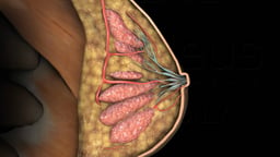 Anatomical Structures of the Breast