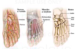 Anatomy of the Foot and Ankle-Dorsal View