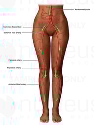 Blood Flow from the Aorta - Artery Circulation of the Legs