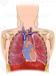 Pulmonary Circulation