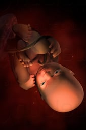 Week 37 in Fetal Development