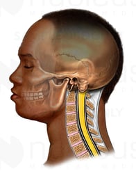 Adult Head with Cut-away of Cervical Spine, Lateral View