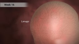 Lanugo on Fetal Head During Week 16 of Pregnancy
