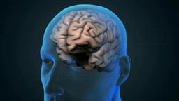 Brain Zoom to Neuron