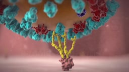 Influenza Virus Particle Attached to a Host Cell Surface Receptor