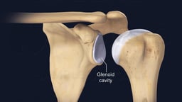Glenoid Cavity and Shoulder Joint Anatomy