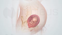 Fetal Position in Utero with Maternal Pelvic Anatomy