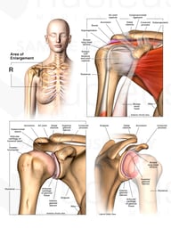 Anatomy of the Shoulder and Rotator Cuff