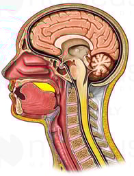 Swallowing Bolus Part 1, Cut-away View