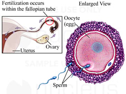 Fertilization (Conception)