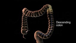 Large Intestine with Endoscope Highlighting the Descending Colon