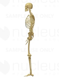 Lateral Skeleton (Skeletal System) - 3D