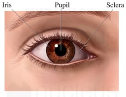 The Eye: Anterior (Front) View