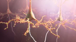 Network of Neurons within the Brain