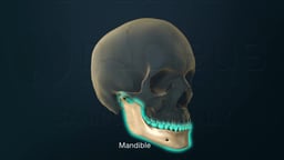 Three-Quarter View of Skull with Mandible Highlighted