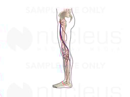 Blood Vessels of the Leg