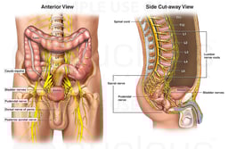 Nerves of the Male Pelvis