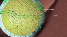 Close-Up of Lipoprotein and Cell Surface