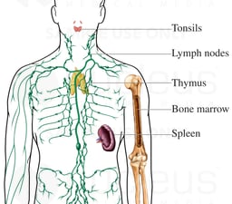 Lymphatic Organs