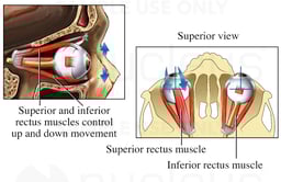 Movements of the Eye, Up and Down