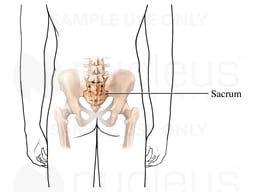 Sacrum: Posterior (Back) View