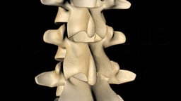 Anatomy of the Spine