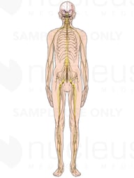 Elderly Male with Spinal Cord and Nerves
