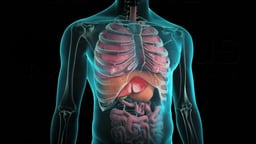 Transparent Upper Body Anatomy with Major Organs and Skeletal Framework