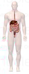 Anatomy of the Digestive System, 3D Anterior Male