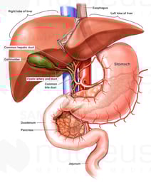 Anatomy of the Biliary System