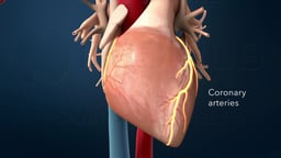 Anterior View of the Heart with the Coronary Arteries Highlighted