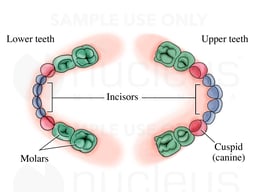 Primary Teeth