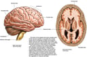 Anatomy of the Brain