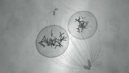 How Do Sperm and Egg Cells Combine During Fertilization? 