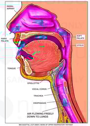 Anatomy of Upper Airway