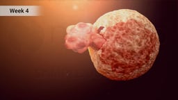 Blastocyst Hatching from Zona Pellucida