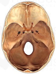 Intracranial Skull Anatomy