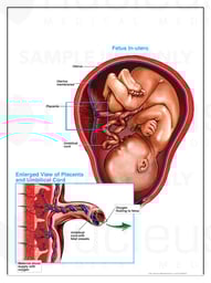 Maternal and Fetal Circulation (Maternal-Fetal Exchange)