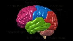 Brain - Anatomy and Functional Areas