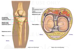Anatomy of the Saphenous Nerve