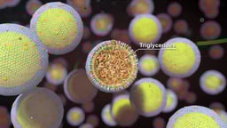 Lipid Structure Highlighting Triglycerides