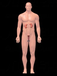 Male Renal System