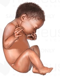 Fetus, Late Third Trimester